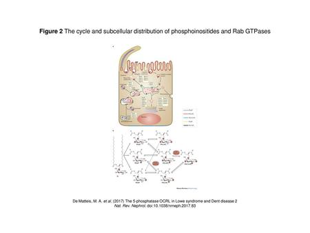 Nat. Rev. Nephrol. doi: /nrneph