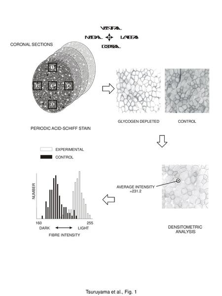 Tsuruyama et al., Fig. 1 N U M B E R FIBRE INTENSITY DARK