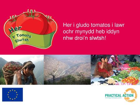 Her i gludo tomatos i lawr ochr mynydd heb iddyn nhw droi’n slwtsh!