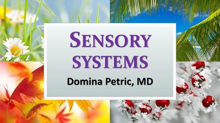 Sensory systems Domina Petric, MD.