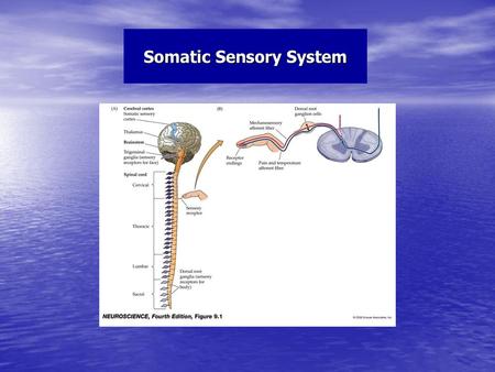 Somatic Sensory System