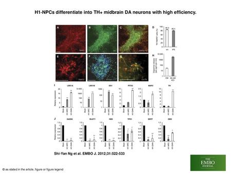 H1‐NPCs differentiate into TH+ midbrain DA neurons with high efficiency. H1‐NPCs differentiate into TH+ midbrain DA neurons with high efficiency. (A) MAP2‐expressing.