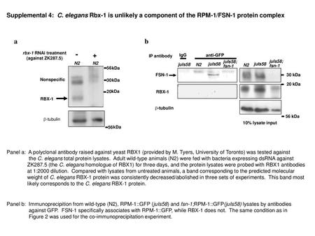 rbx-1 RNAi treatment (against ZK287.5)