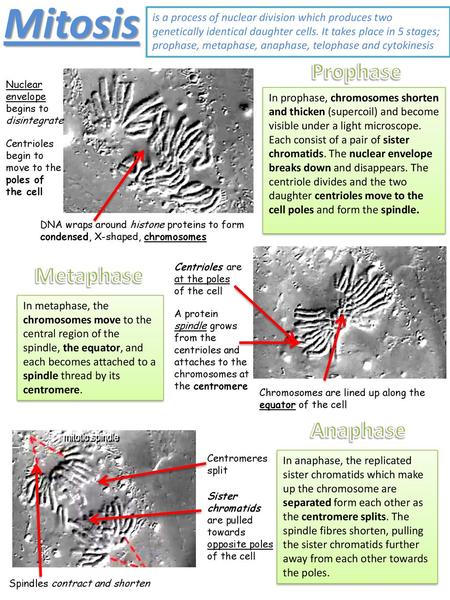 Mitosis Prophase Metaphase Anaphase Anaphase