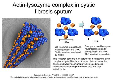 Actin-lysozyme complex in cystic fibrosis sputum