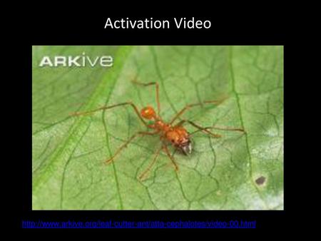 Activation Video http://www.arkive.org/leaf-cutter-ant/atta-cephalotes/video-00.html.