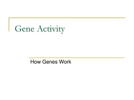 Gene Activity How Genes Work.