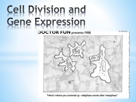 Cell Division and Gene Expression