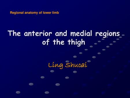 The anterior and medial regions of the thigh