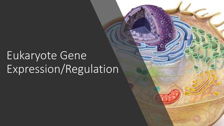 Eukaryote Gene Expression/Regulation