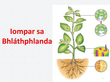 Iompar sa Bhláthphlanda