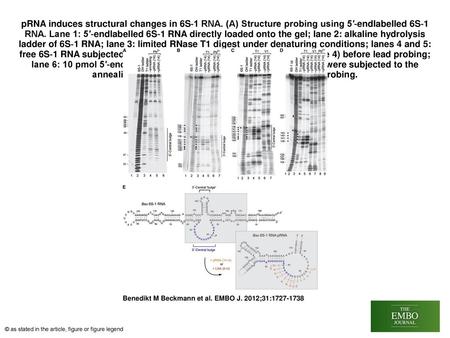 pRNA induces structural changes in 6S‐1 RNA