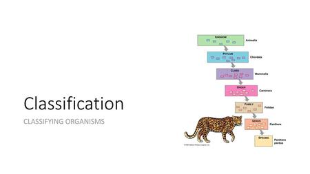 Classification CLASSIFYING ORGANISMS.