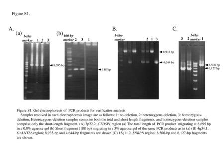 Figure S1. A. B. C. (a) (b) 1-kbp marker   100-bp marker 1-kbp marker 