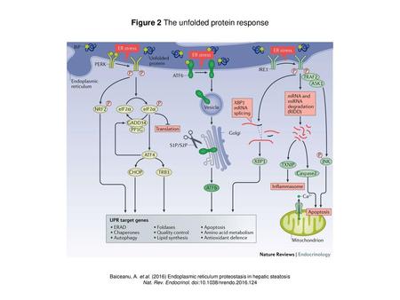 Figure 2 The unfolded protein response