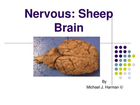 Nervous: Sheep Brain By Michael J. Harman  By Michael J. Harman 