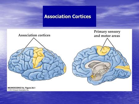 Association Cortices.