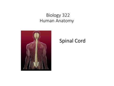 Biology 322 Human Anatomy I