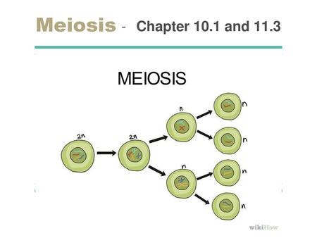 Meiosis Chapter 10.1 and 11.3.