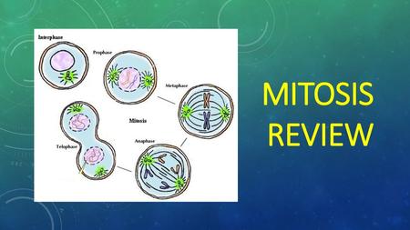 Mitosis Review.