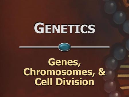 Genes, Chromosomes, & Cell Division