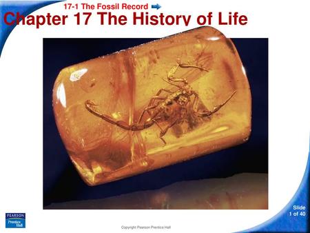 Chapter 17 The History of Life