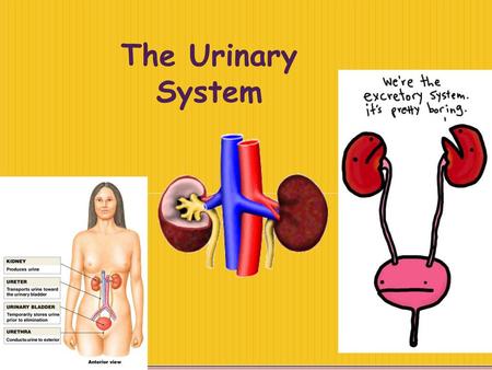 The Urinary System Chapter 26.