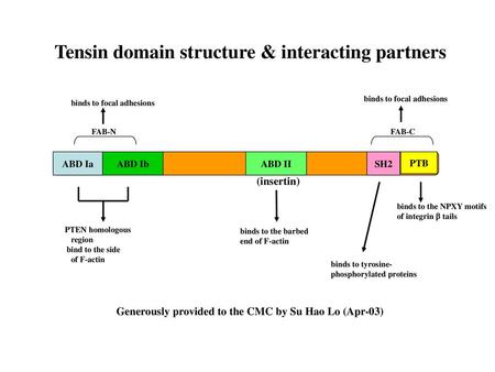 Tensin domain structure & interacting partners