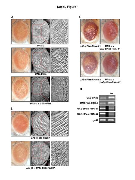 Suppl. Figure 1 A C D B UAS-lz UAS-dPias-RNAi-#1 UAS-lz +