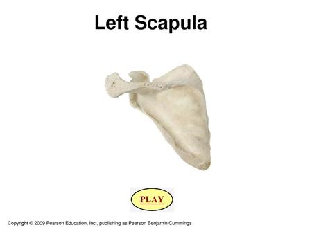 Left Scapula Copyright © 2009 Pearson Education, Inc., publishing as Pearson Benjamin Cummings.