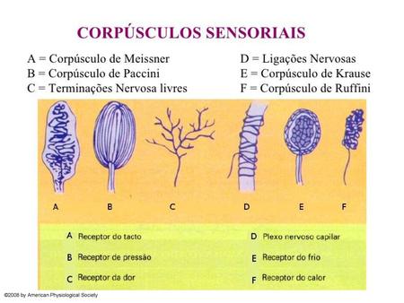 Proposed model of a mechanosensor in VSMCs This model is based on the mechanotransducer model established in the nematode. The mechanosensor may be a heteromultimeric.