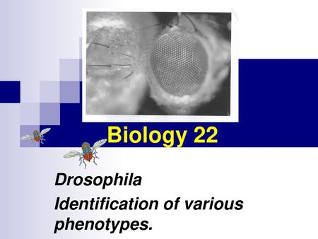 Drosophila Identification of various phenotypes.