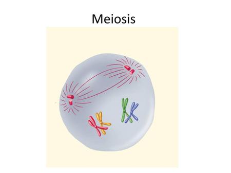 Meiosis.