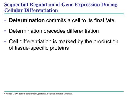 Determination commits a cell to its final fate