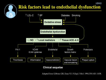 Section II: A primer on the endothelium