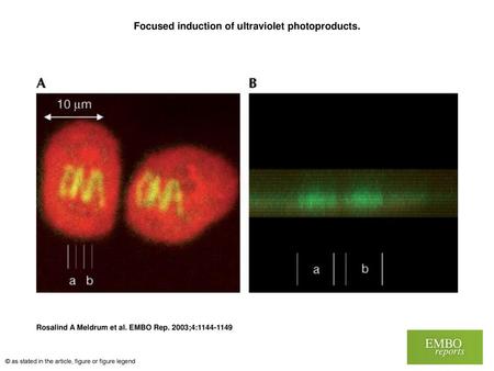 Focused induction of ultraviolet photoproducts.