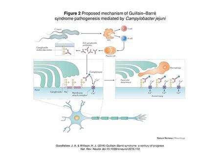 Figure 2 Proposed mechanism of Guillain–Barré