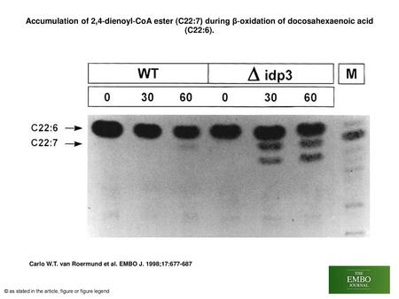 Accumulation of 2,4‐dienoyl‐CoA ester (C22:7) during β‐oxidation of docosahexaenoic acid (C22:6). Accumulation of 2,4‐dienoyl‐CoA ester (C22:7) during.