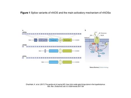 Nat. Rev. Endocrinol. doi: /nrendo