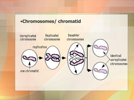 Chromosomes/ chromatid