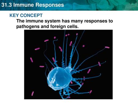 Many body systems work to produce nonspecific responses.