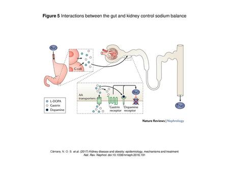 Nat. Rev. Nephrol. doi: /nrneph