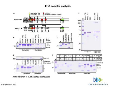 Ero1 complex analysis. Ero1 complex analysis. (A) Disulfide patterns of Ero1α OX2 (Appenzeller-Herzog et al, 2008; Inaba et al, 2010; Hansen et al, 2012)