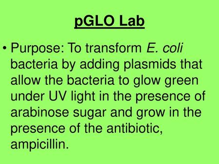 PGLO Lab Purpose: To transform E. coli bacteria by adding plasmids that allow the bacteria to glow green under UV light in the presence of arabinose sugar.