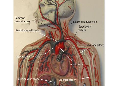 Common carotid artery External jugular vein Subclavian artery