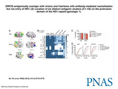 ORF2S antigenically overlaps with virions and interferes with antibody-mediated neutralization but not entry of HEV. (A) Location of six distinct antigenic.