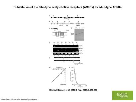 Substitution of the fetal‐type acetylcholine receptors (AChRs) by adult‐type AChRs. Substitution of the fetal‐type acetylcholine receptors (AChRs) by adult‐type.