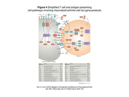 Figure 4 Simplified T cell and antigen presenting