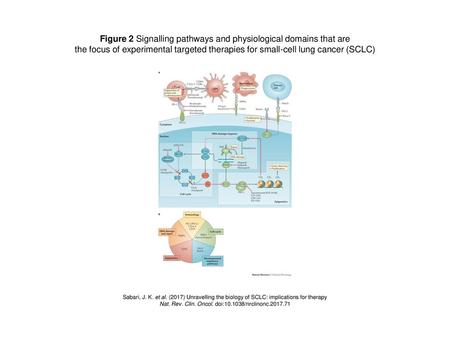 Figure 2 Signalling pathways and physiological domains that are