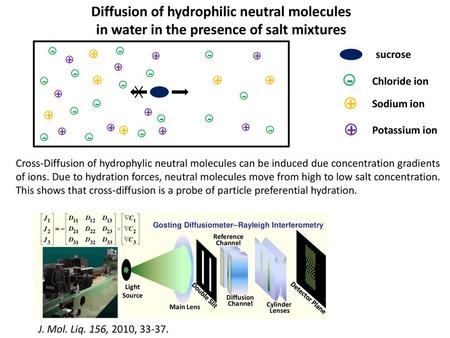 Diffusion of hydrophilic neutral molecules